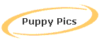 Puppy Pics
